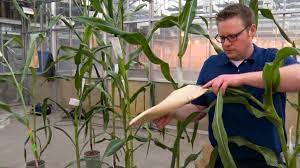 We did not find results for: Agrobacterium Mediated Immature Embryo Transformation Of Recalcitrant Maize Inbred Lines Using Morphogenic Genes Protocol Translated To German