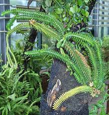 Image result for Huperzia afromontana