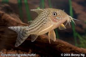 Corydoras Species Tank Setup For Pepe2403 Page 2 Freshwater Fish Aquarium Fish Aquarium Catfish