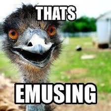Oh Emu Funny Animal Memes Animal Puns Animal Memes