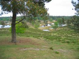 Entdecken sie den neuen premiumwanderweg arcen in der maasduinen.wander.welt! Wandelen Door De Maasduinen Toerisme En Recreatie In Het Land Van Cuijk