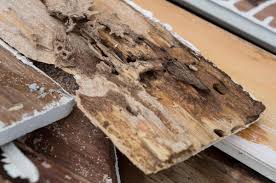 Bayou cajun termite & pest control. Bayou Cajun Pest Bayoucajunpest Twitter