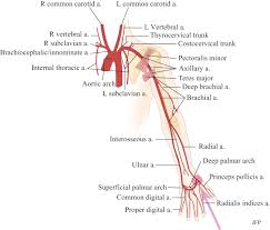 Each upper compartment is called an atrium and each lower a ventricle. Assessment Of Upper Extremity Arterial Disease Radiology Key