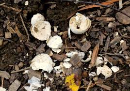 The cardboard and paper ones are compostable. Eggshells Do They Decompose In The Garden