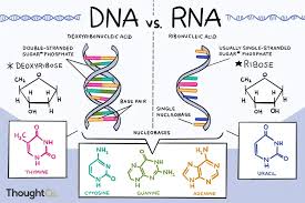 Perbezaan utama antara jurnal, kertas dan tesis ialah jurnal adalah artikel yang terdiri daripada beberapa kriteria tertentu. Adakah Anda Tahu Perbezaan Antara Dna Dan Rna