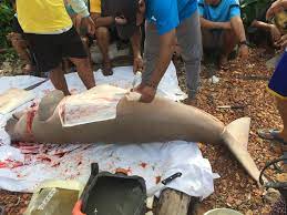 Seluruh gif gambar animasi ikan duyung dan animasi bergerak ikan duyung dalam kategori ini 100% gratis dan tanpa dikenakan biaya untuk menggunakannya. Rezeki Bulan Ramadhan Warga Nikmati Ikan Duyung Primetimes