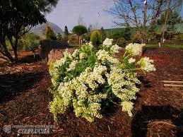 Image result for Pieris japonský debutante obrázek