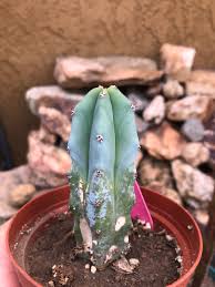 Image result for Myrtillocactus geometrizans
