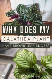 Its pointed leaves with dark spots give this variety of calatheas a strong personality that is hard to find in other houseplants. Why Does My Calathea Have Brown Tips On The Leaf Edges