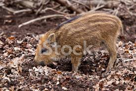 Ready for apps, web or social media projects. é‡ŽçŒªç…§ç‰‡ç´ æ Freeimages Com