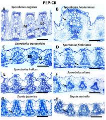Image result for Sporobolus stapfianus
