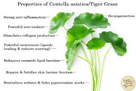 Image result for Centella asiatica
