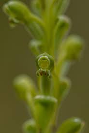 Image result for Satyrium chlorocorys