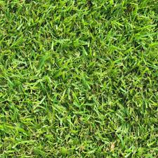 Maybe you would like to learn more about one of these? Zoysia Varieties Professionally Installed San Antonio Landscaping