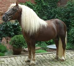 We did not find results for: The 8 Most Beautiful And Rare Horses In The World å›½é™… è›‹è›‹èµž