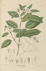 Image result for Mitragyna rubrostipulata