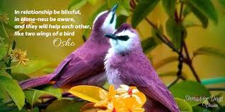 In Relationship Be Blissful In Alone Ness Be Aware And They Will Help Each Other Like Two Wings Of A Bird Osh Beautiful Birds Pet Birds Pretty Birds
