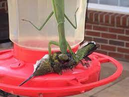 Maybe you would like to learn more about one of these? Praying Mantis Catches And Eats Hummingbird Natureismetal