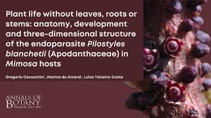 Image result for Apodanthaceae
