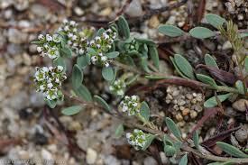 Image result for Corrigiola litoralis