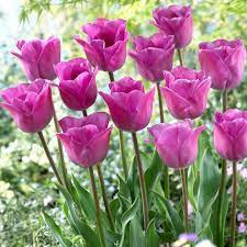 Tulip Magic Lavender Tulips Wonderful Flowers Planting Bulbs