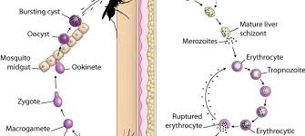 Malaria is caused by intraerythrocytic protozoan parasites belonging to plasmodium spp. Erythrocytic Stage Malaria Site