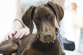 Image result for invalid dog wheelset