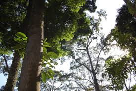 Law of the jungle is a new concept of programming. Deforestation In Borneo Is Slowing But Regulation Remains Key