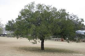 Image result for Maesa lanceolata