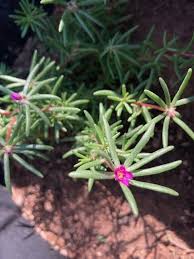 Image result for Portulaca centrali-africana