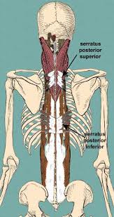 With so many layers and parts, the deep back muscles are probably the highest level of muscle facts anatomy game. Muscles Of The Back