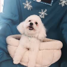 TOP 10 BEST Pet Groomers near Wayland, MA 01778