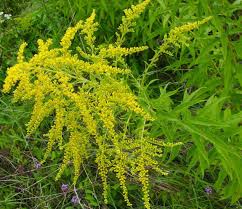 Image result for Monosis conferta