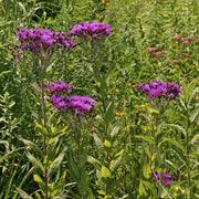 Image result for Vernonia kirkii