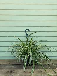 Image result for Chlorophytum ruahense