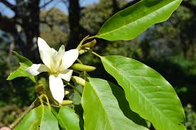 Image result for Magnoliaceae