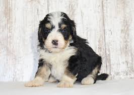 These miniature bernedoodle puppies are a cross between a miniature/toy poodle & a bernese mountain dog. Puppies For Sale Near Me Find Your Puppy Vip Puppies Bernedoodle Puppy Puppies For Sale Puppies