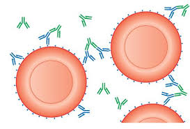 Image result for Indirect Coombs