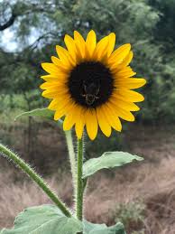 This bright and festive magnetic address sign features large sunflowers, daisies and colorful autumn mums. Signs Sunflowers Synchronicity Wandering Aunt