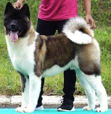 The full, curled tail is proportionate with the large head. American Akita Krisbiss Akitas Vortex Of Life Aka Blade Import Russia 13 5 Months Age From Indonesia Fionatjhin9 American Akita Akita Cute Animals