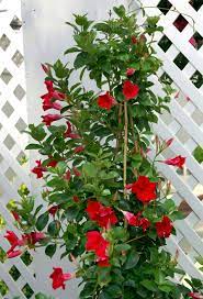 Mandevilla Sun Parasol Flowering Vines Planting Flowers
