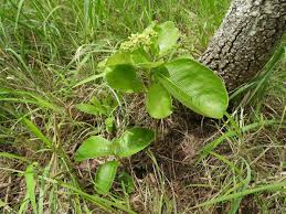 Image result for Multidentia crassa