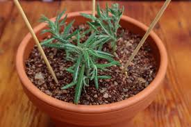 Image result for lavender cuttings
