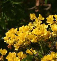 Image result for Senna spectabilis