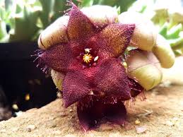 Image result for Orbea maculata