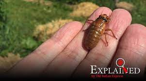 Borrowed from latin cicada, ultimately onomatopoeic. Explained The Cicadas Are Coming Out After 17 Years Why They Take So Long To Get Wings Explained News The Indian Express