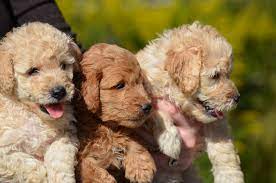 Established in 2005, the breeders specialize in breeding labradoodle puppies in ohio. Mini Labradoodle Dogs Ohio