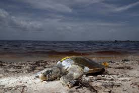 Should Travelers Visit Florida Beaches During A Red Tide