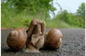 The species is herbivorous and consumes many types of plant matter. Being Stabbed With A Mucus Dagger Is Not Even The Worst Part Of Snail Sex Discover Magazine