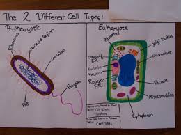 Product labels in the food and. Label Plant Cell Animal Cell Worksheets Teaching Resources Tpt